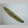Leaf 04er 02.jpg